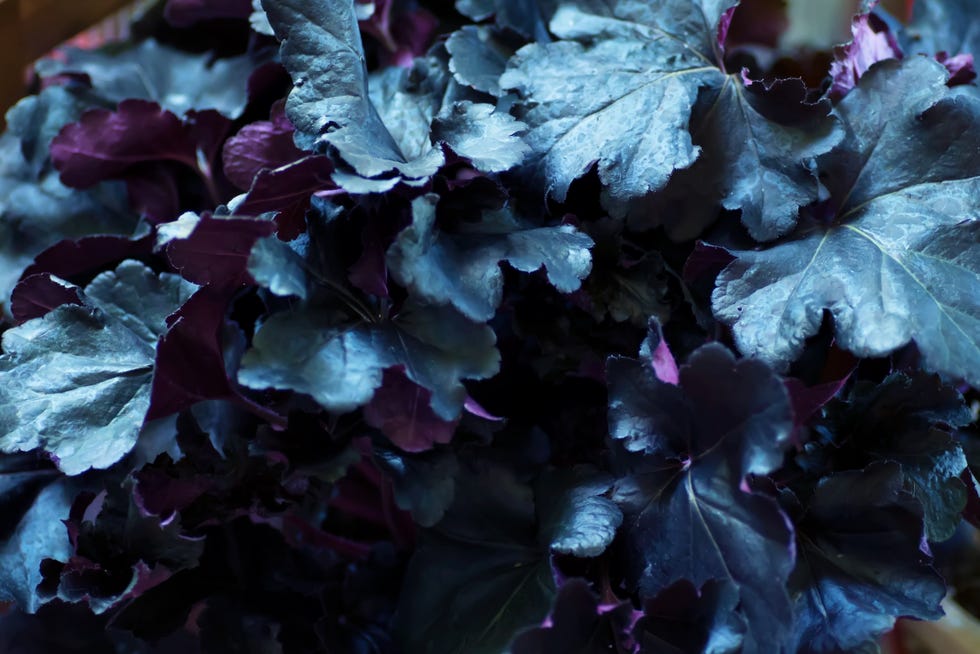 primo black pearl coral bells (heuchera). a villosa hybrid.
