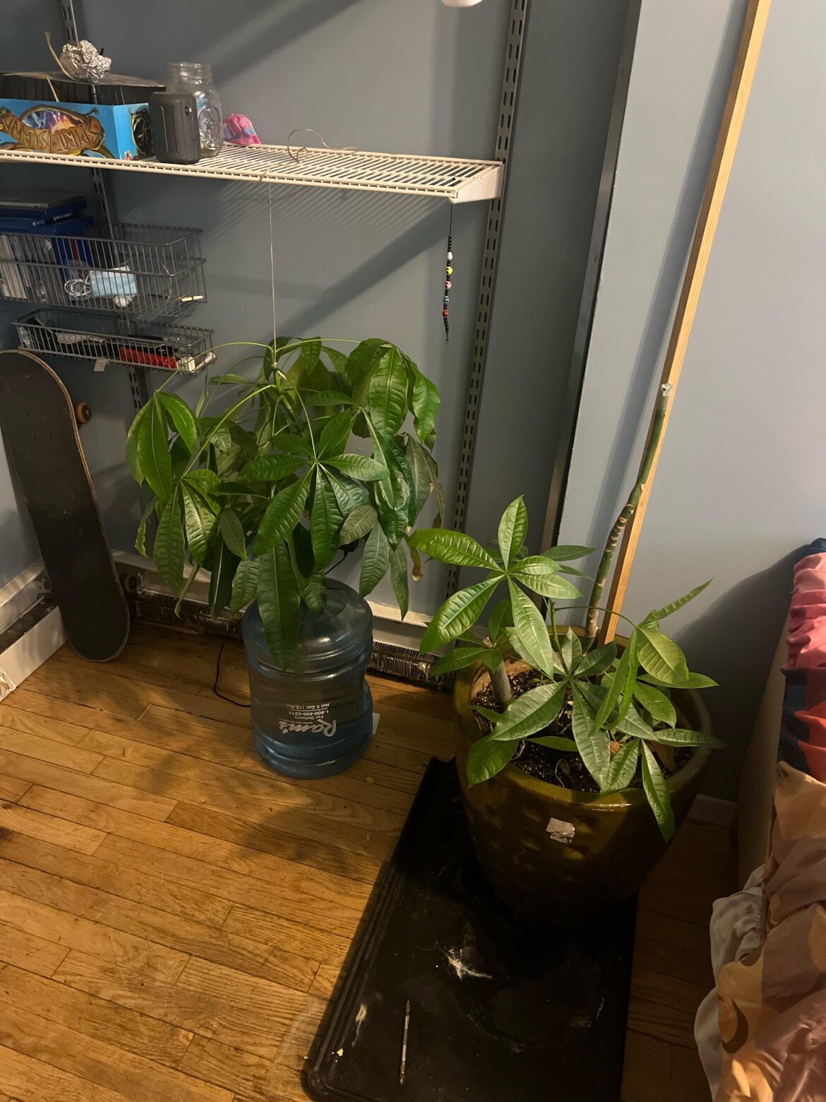 My money tree snapped and I am in agony. Is there any way to save my plant child? My money tree snapped and I am in agony. Is there any way to save my plant child?