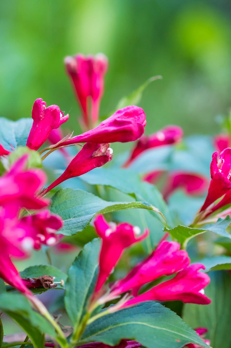 blooming weigela flowering shrub