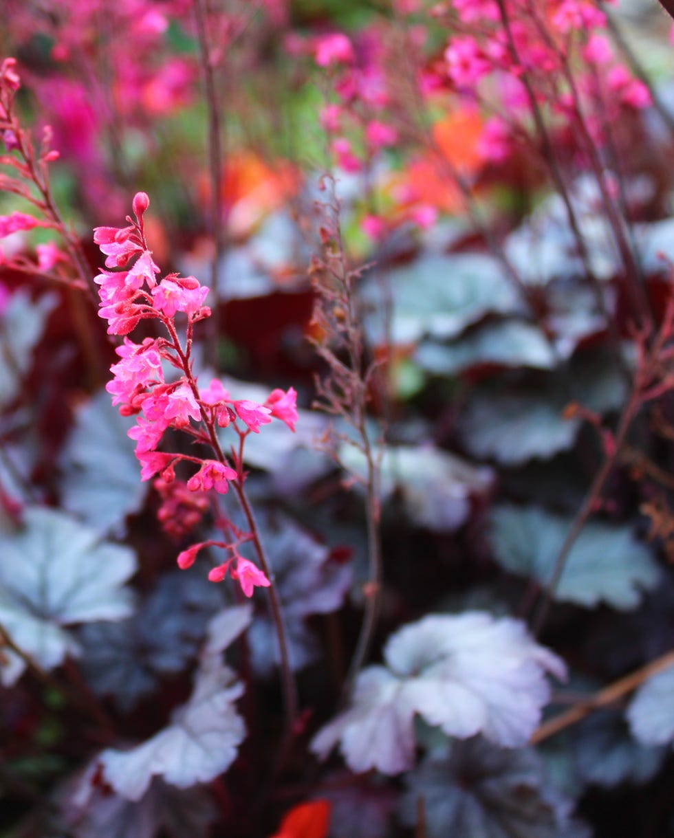 bunny resistant plants heuchera coral bells