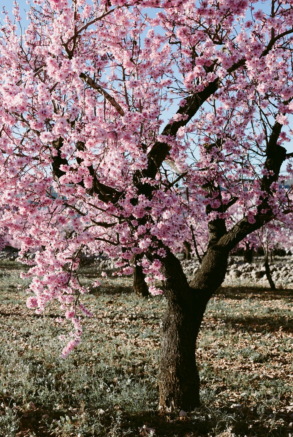 blossoming pink almond orchard