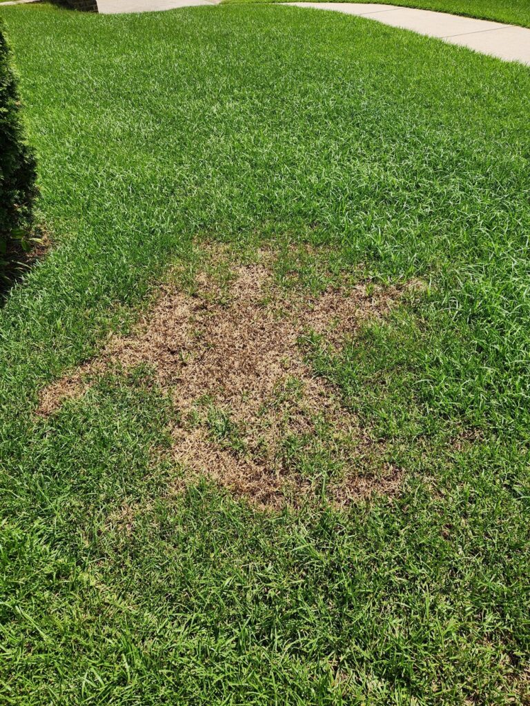 What's causing this on my lawn?