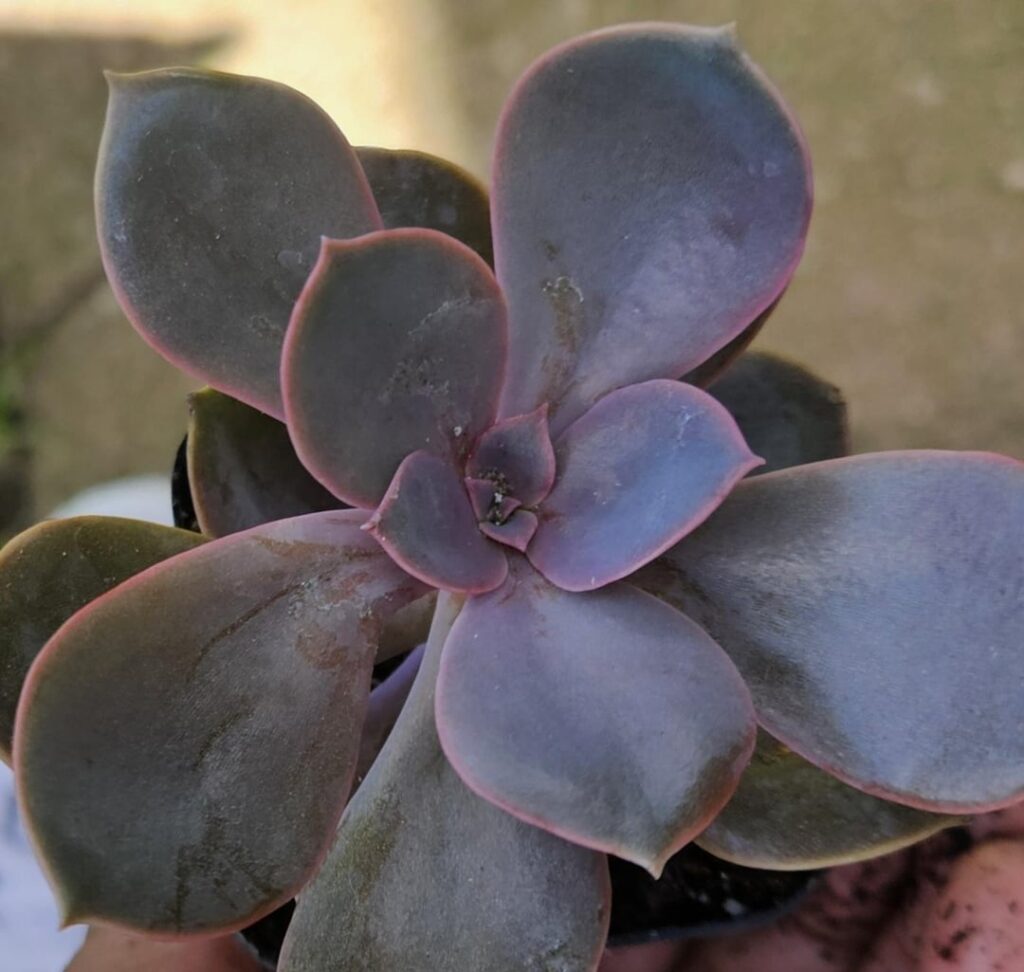 Hoping for ID help