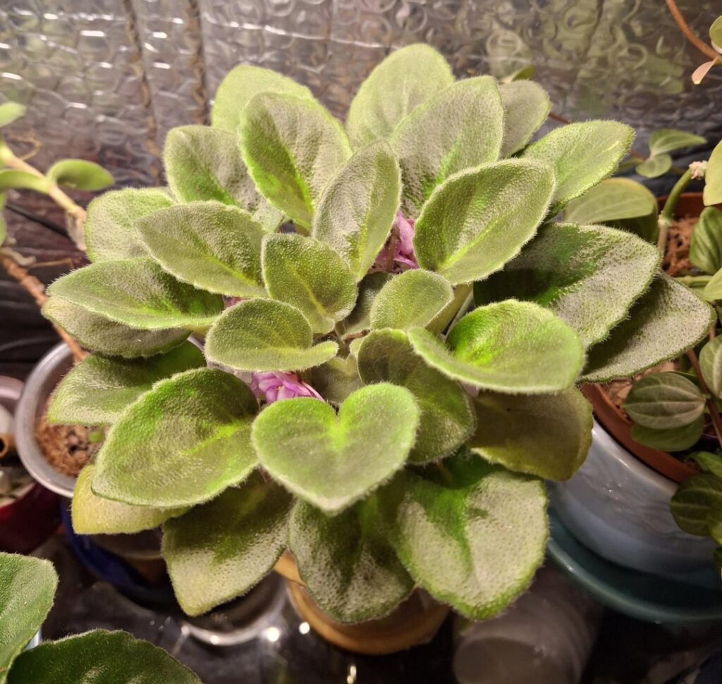 [Bloom issues] Why is the flower ring hidden under leaves?