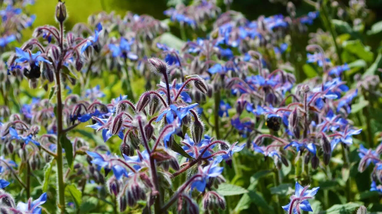 Borage