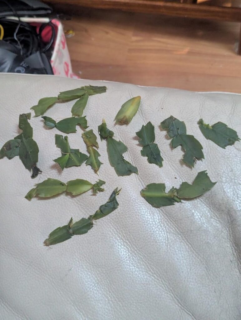 Thanksgiving Cactus got attached by chickens, what pieces are salvageable?