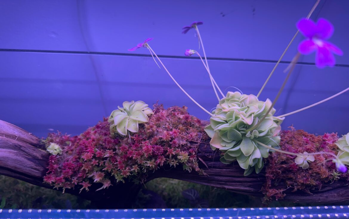 Some red Sphagnum and Pinguicula I’ve been growing on a log