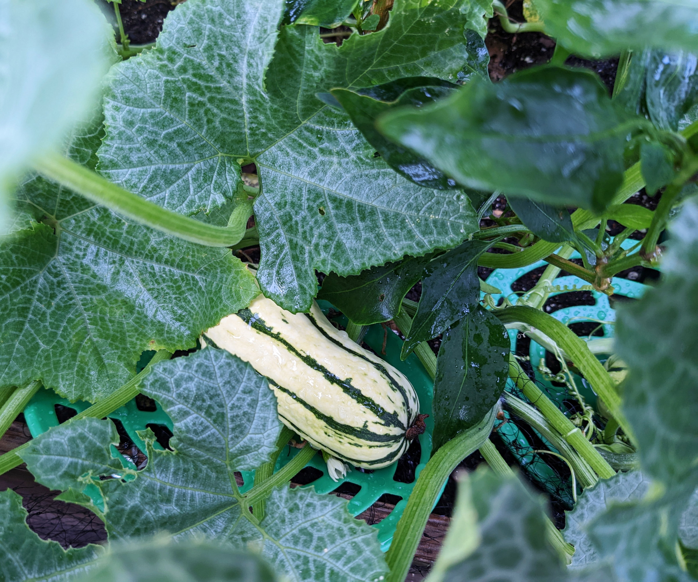 A delicata squash growing on a plant