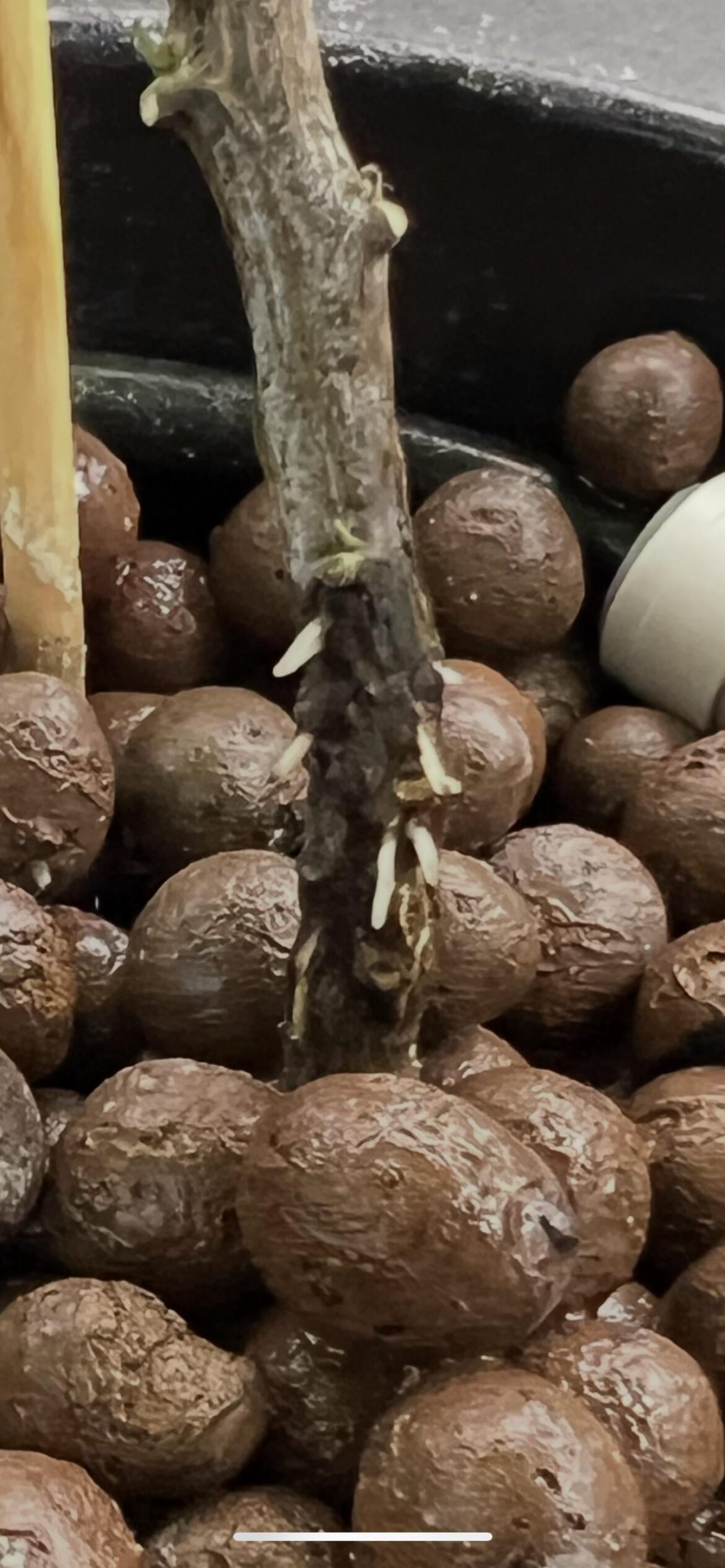Are these more roots?