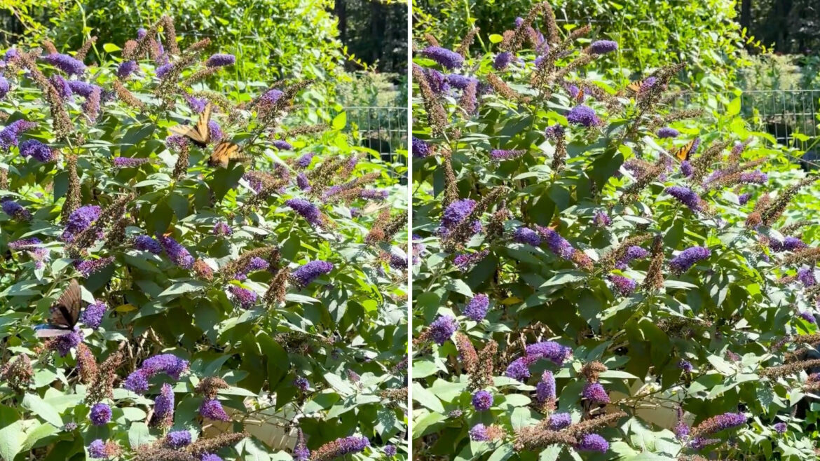 "This is like putting in a McDonald's to keep the kids healthy and thin."