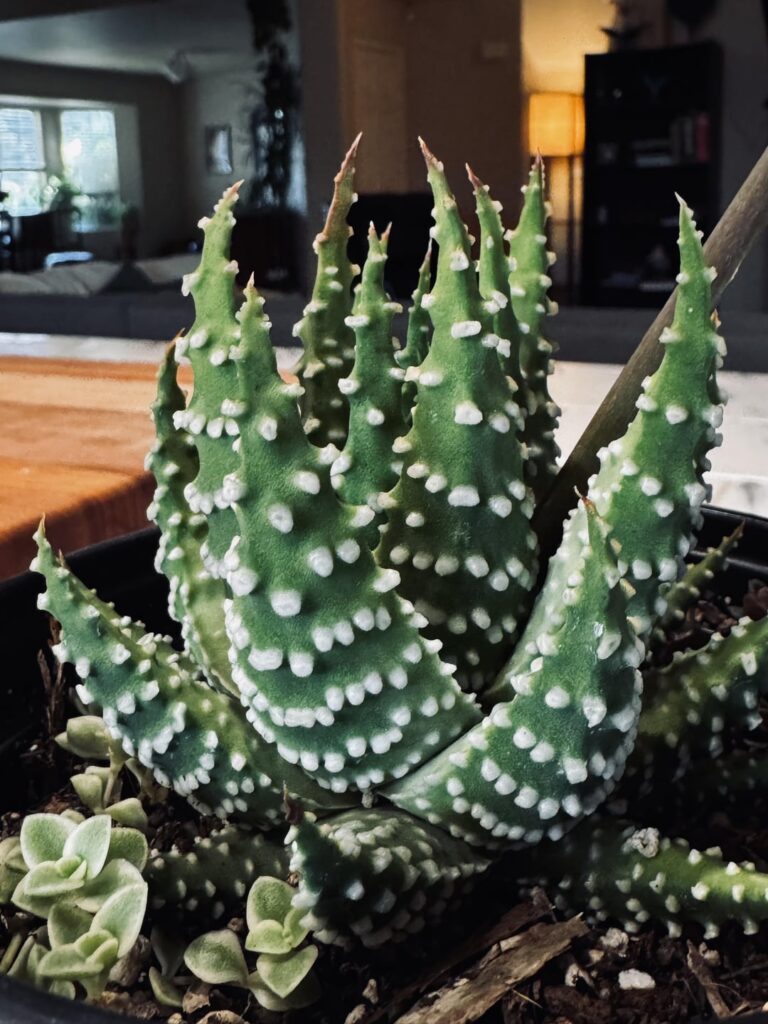 Does anyone have any idea of a variety of this extra notchy pumila?