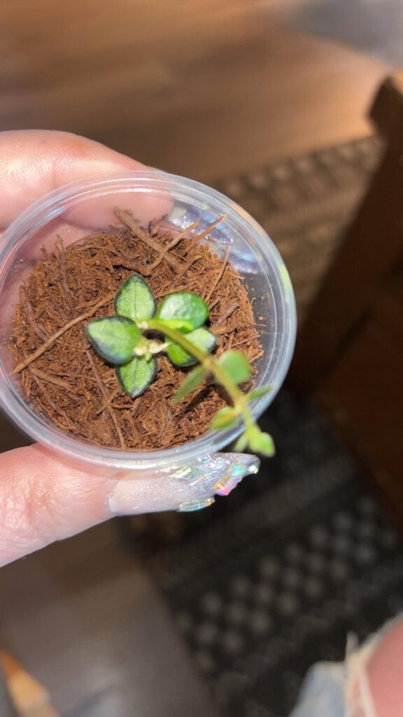My new additions 💚