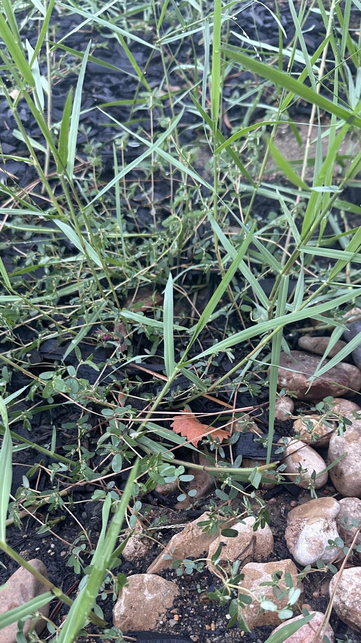 How do I manage these weeds in my flower bed?