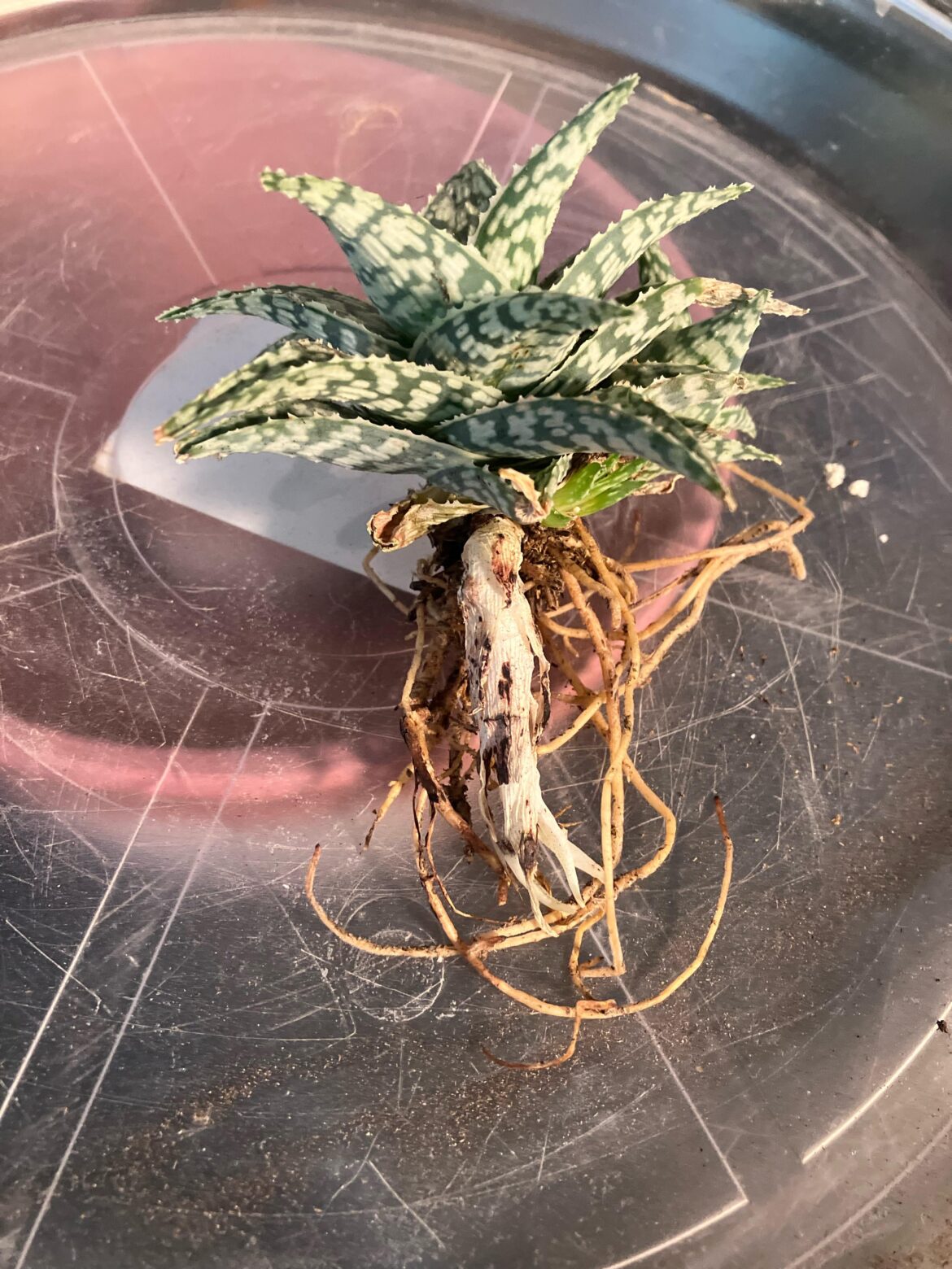 What is this? What is this?