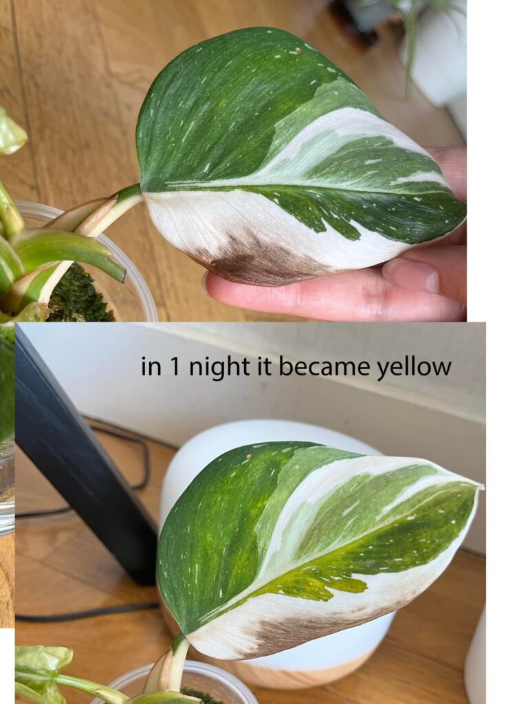 I am desperate 😭, my plant became black on the white and yellow on the green… plz help