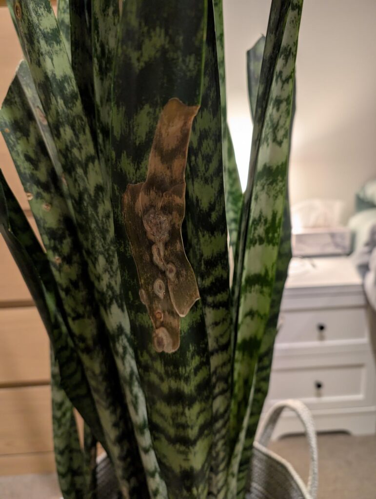 What is happening to my snake plant What is happening to my snake plant