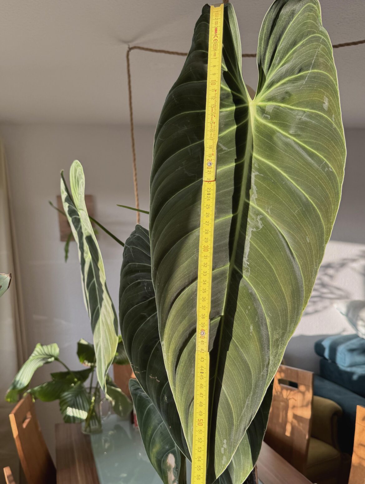 Latest Melanochrysum Leaf