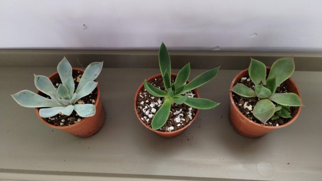 Prop progress and ID help Prop progress and ID help