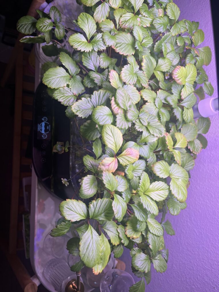 Strawberry Hydroponic Strawberry Hydroponic