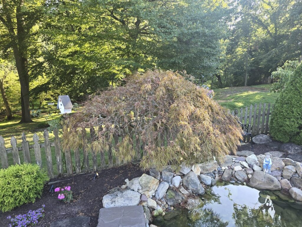 Friends Japanese Maple not doing great Friends Japanese Maple not doing great