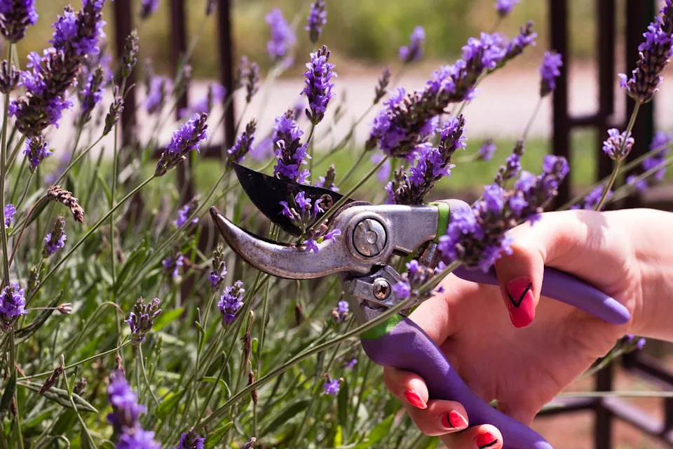 cutting lavender with cutter
