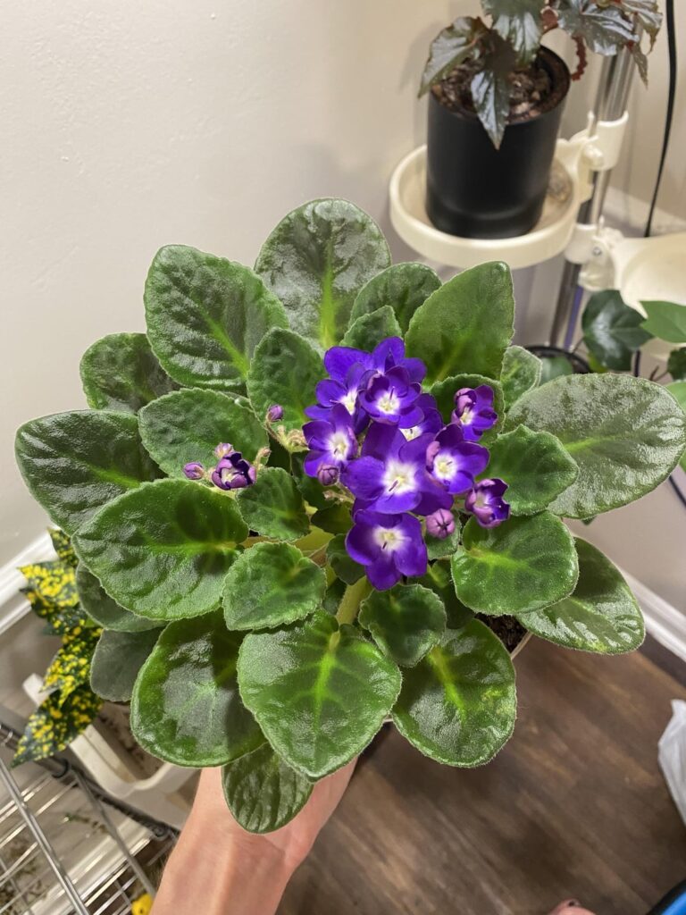 I wanna show my violets off!