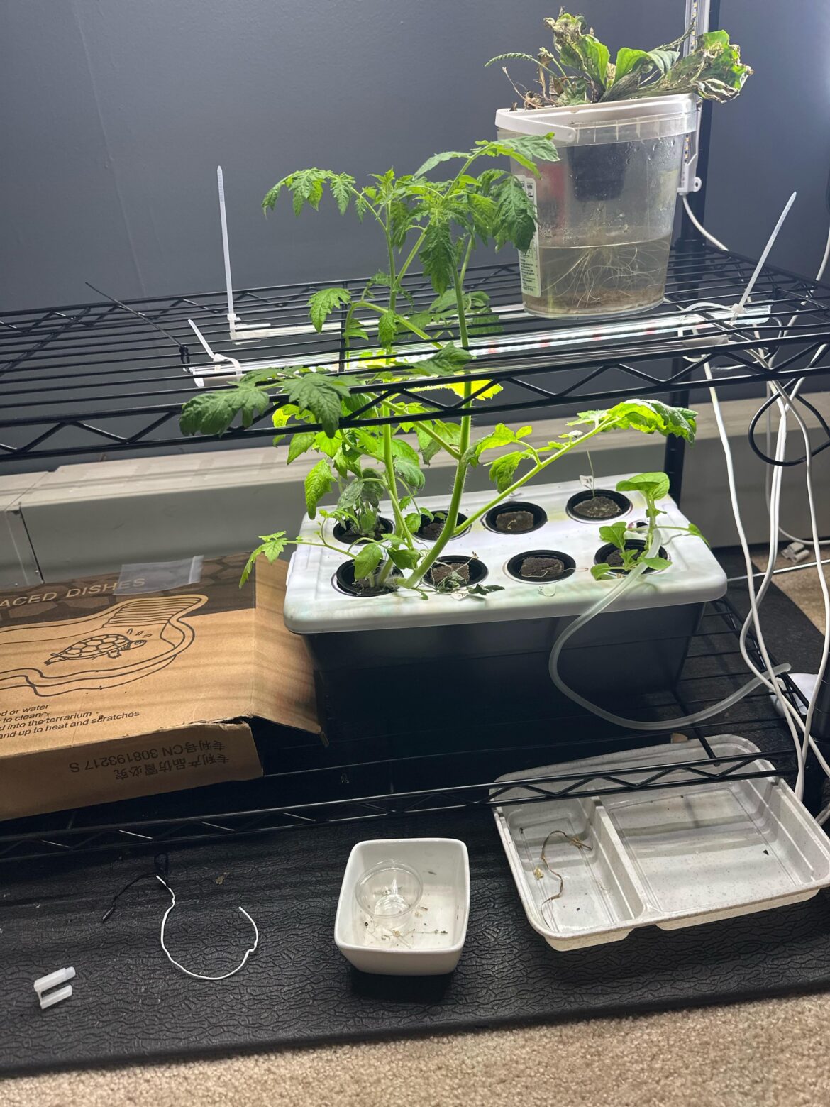 What do I do with these tomato plants?