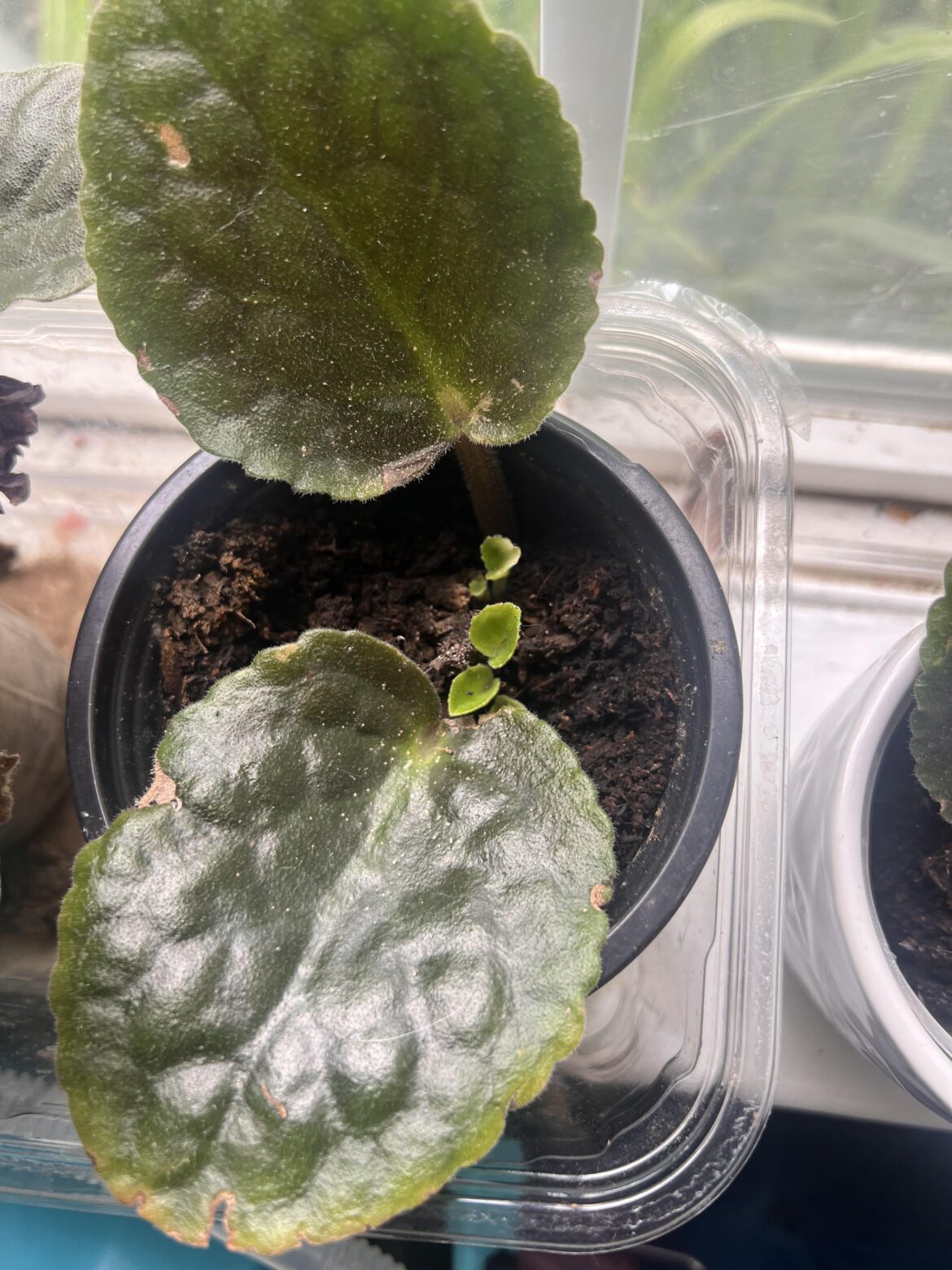 Finally! Baby leaves! Finally! Baby leaves!