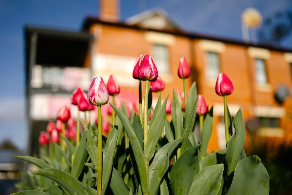 A huge garden and flower festival is currently blooming in Nannup A huge garden and flower festival is currently blooming in Nannup