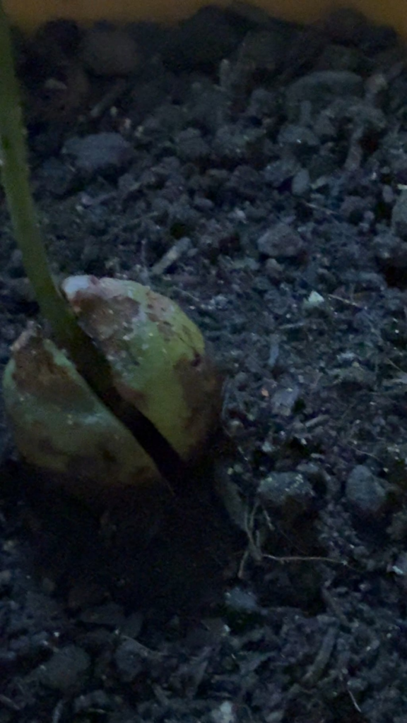 White small moving bugs in my indoor avocado plant White small moving bugs in my indoor avocado plant