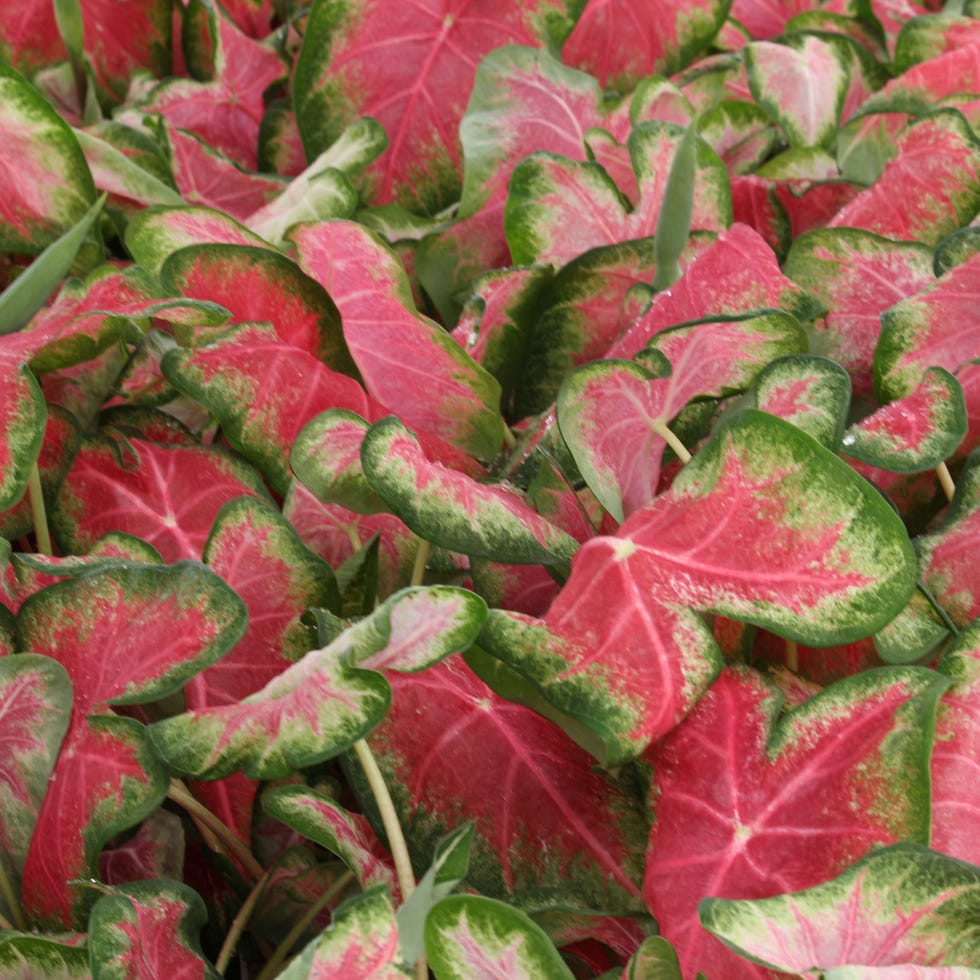 most toxic plants caladiums