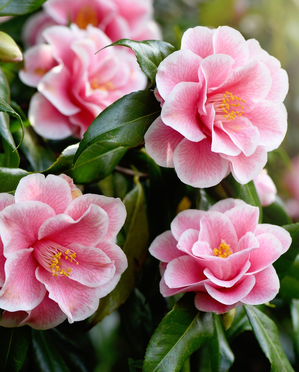 camellia pink flowering tree