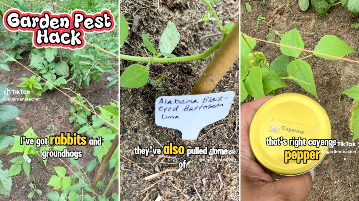 Gardener shares simple hack for keeping critters away from your plants: ‘So smart’ "Worked for years."