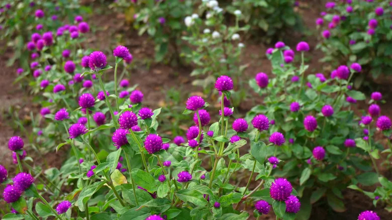 Purple flowers of globe amaranth