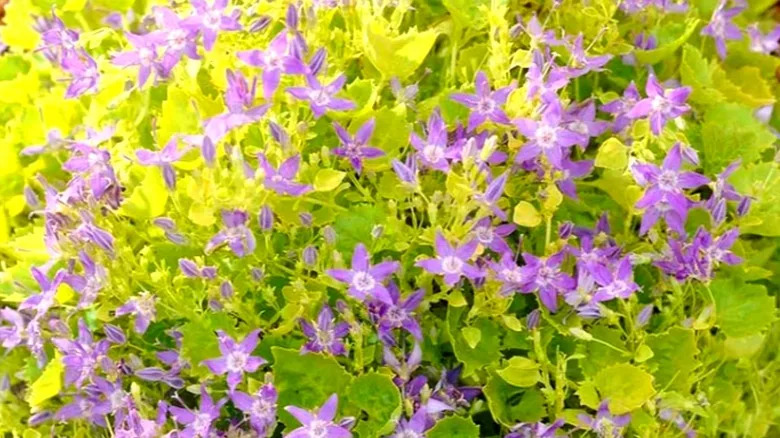 Purple Adriatic bellflowers bloom against light green foliage.
