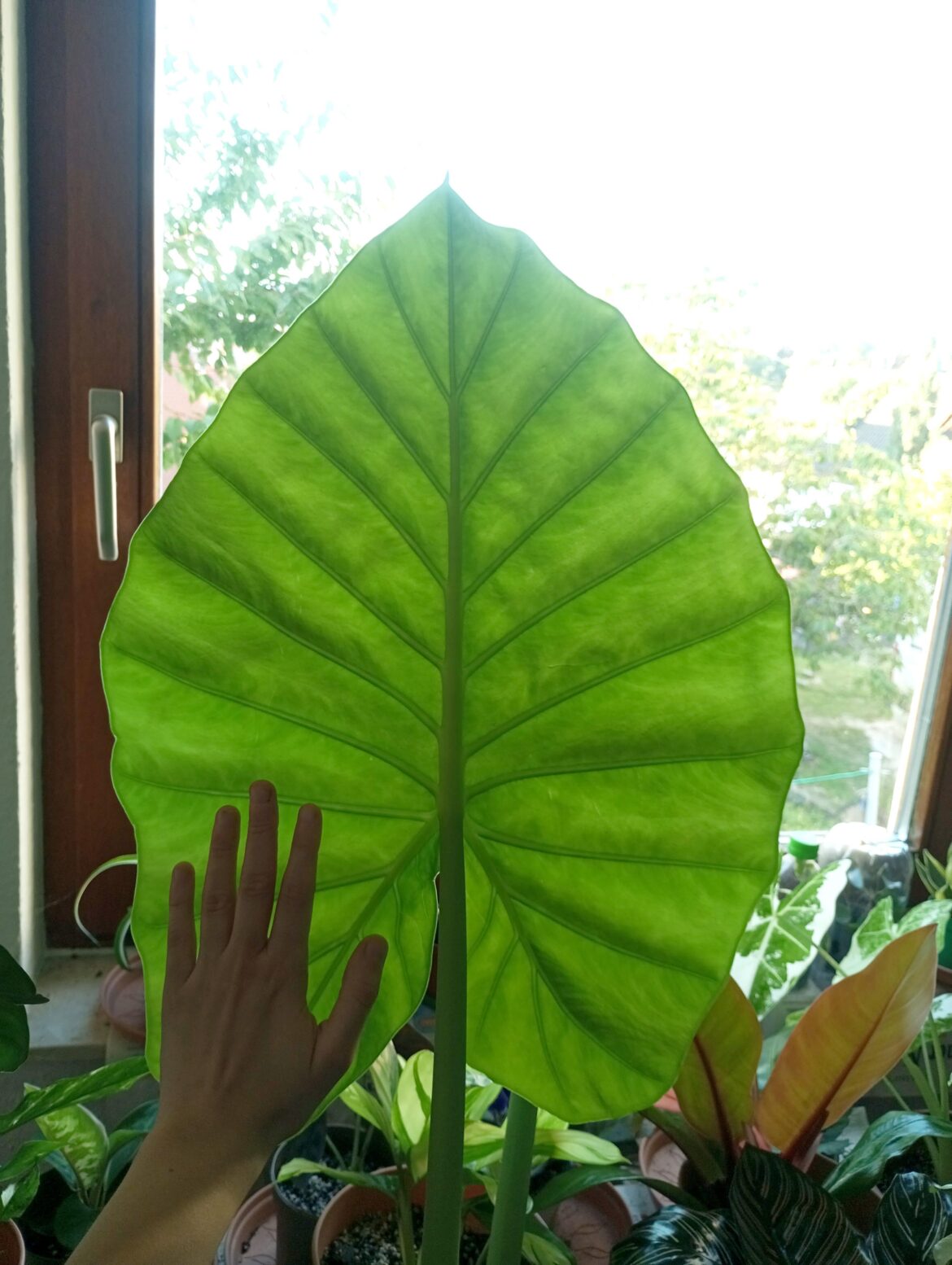 My big boi