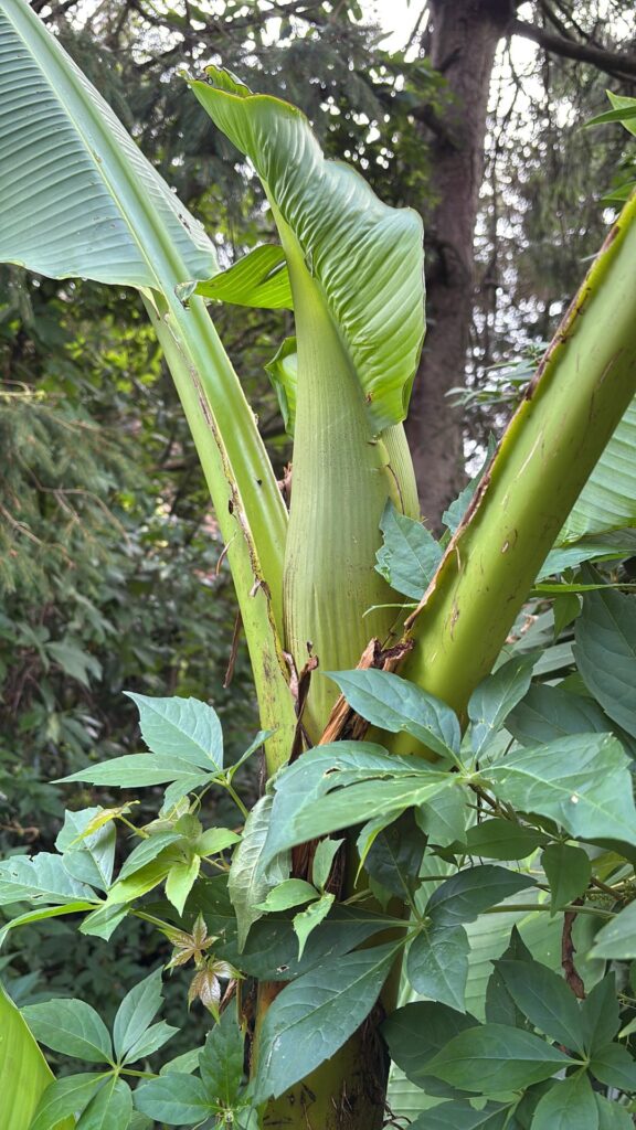 banana plant flowering in West Sussex