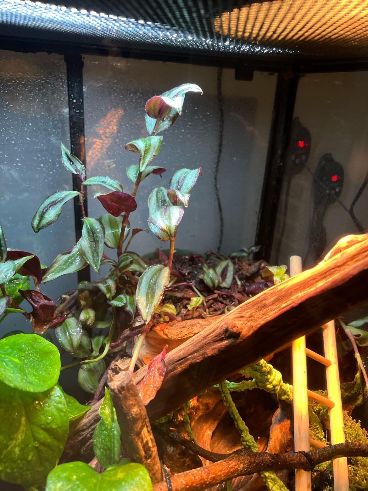 what should i do? what should i do?