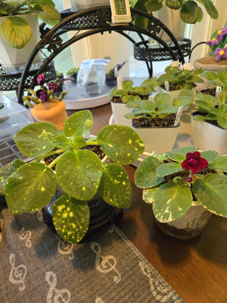 Finally flowering! Finally flowering!