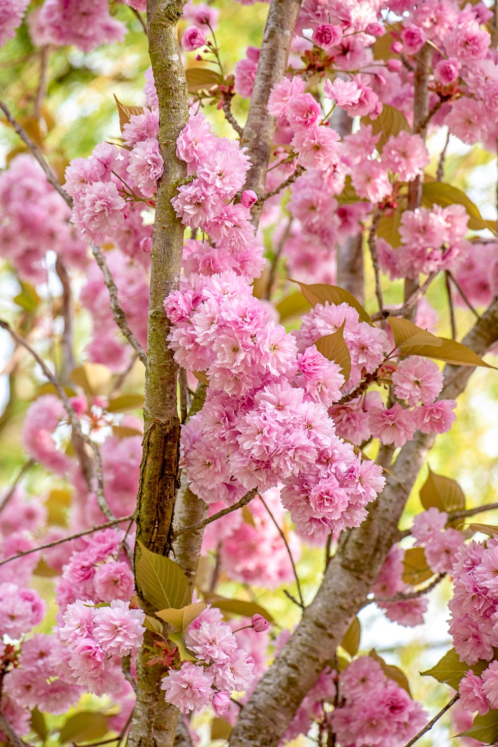pinkflowering tree cherry blossom