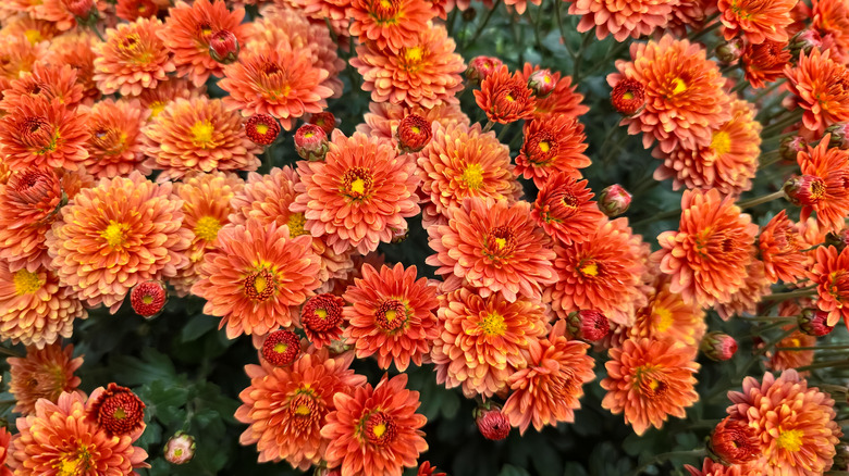 Vibrant orange chrysanthemums