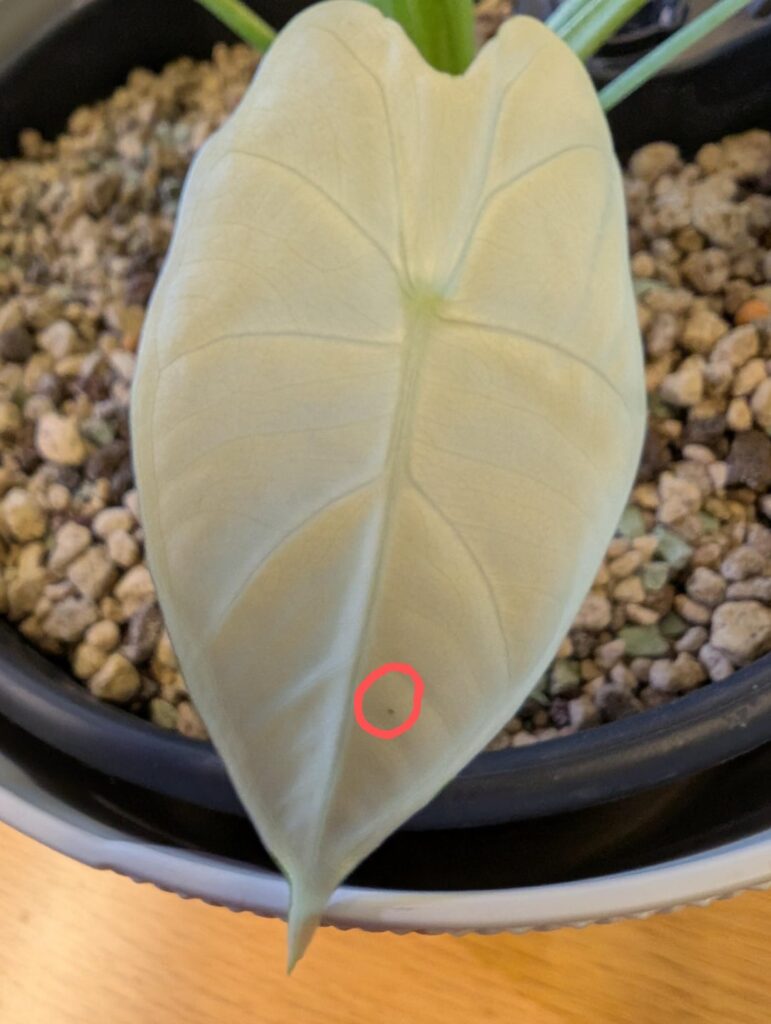 Update on full moon frydek variegata baby