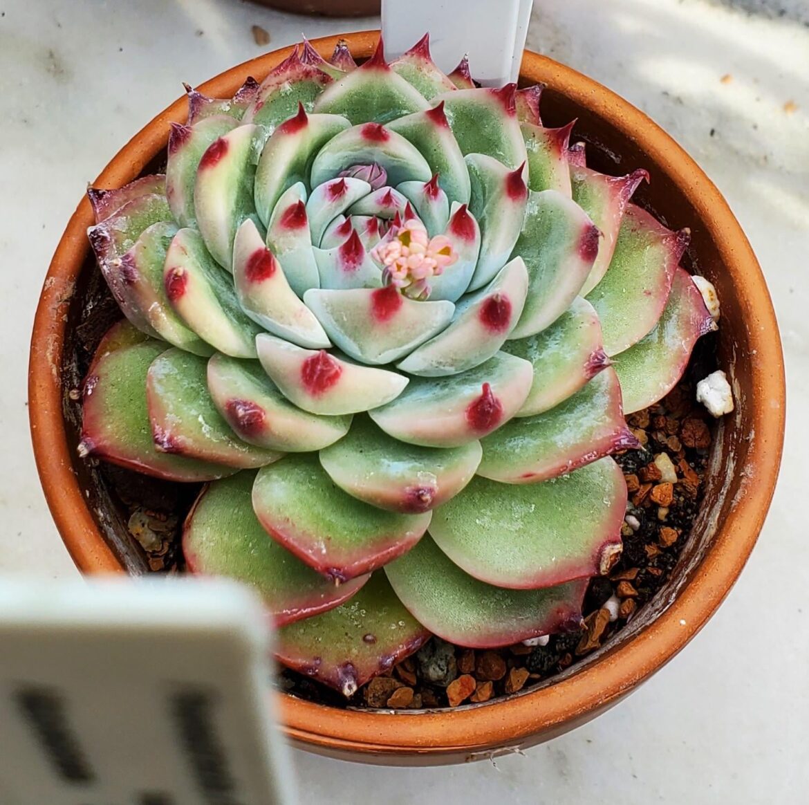 Echeveria colorata university specimen