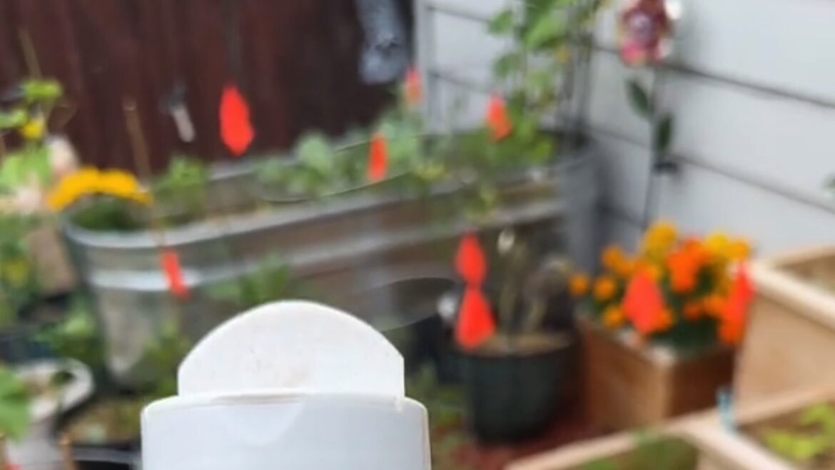 Gardener shares brilliant hack to keep pests from destroying plants: ‘Gonna have to try’ "Thanks for sharing."