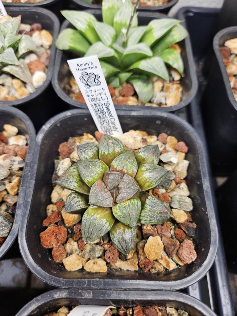 H' 'Sweet Candy' from Renny