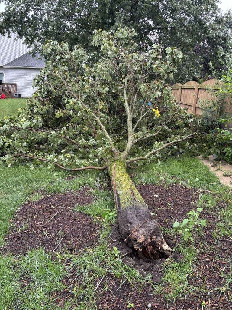 Something is wrong with my tree
