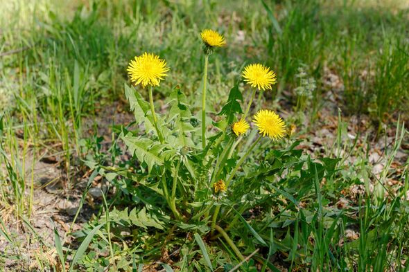 Close-up of blooming dandelions in spring grass