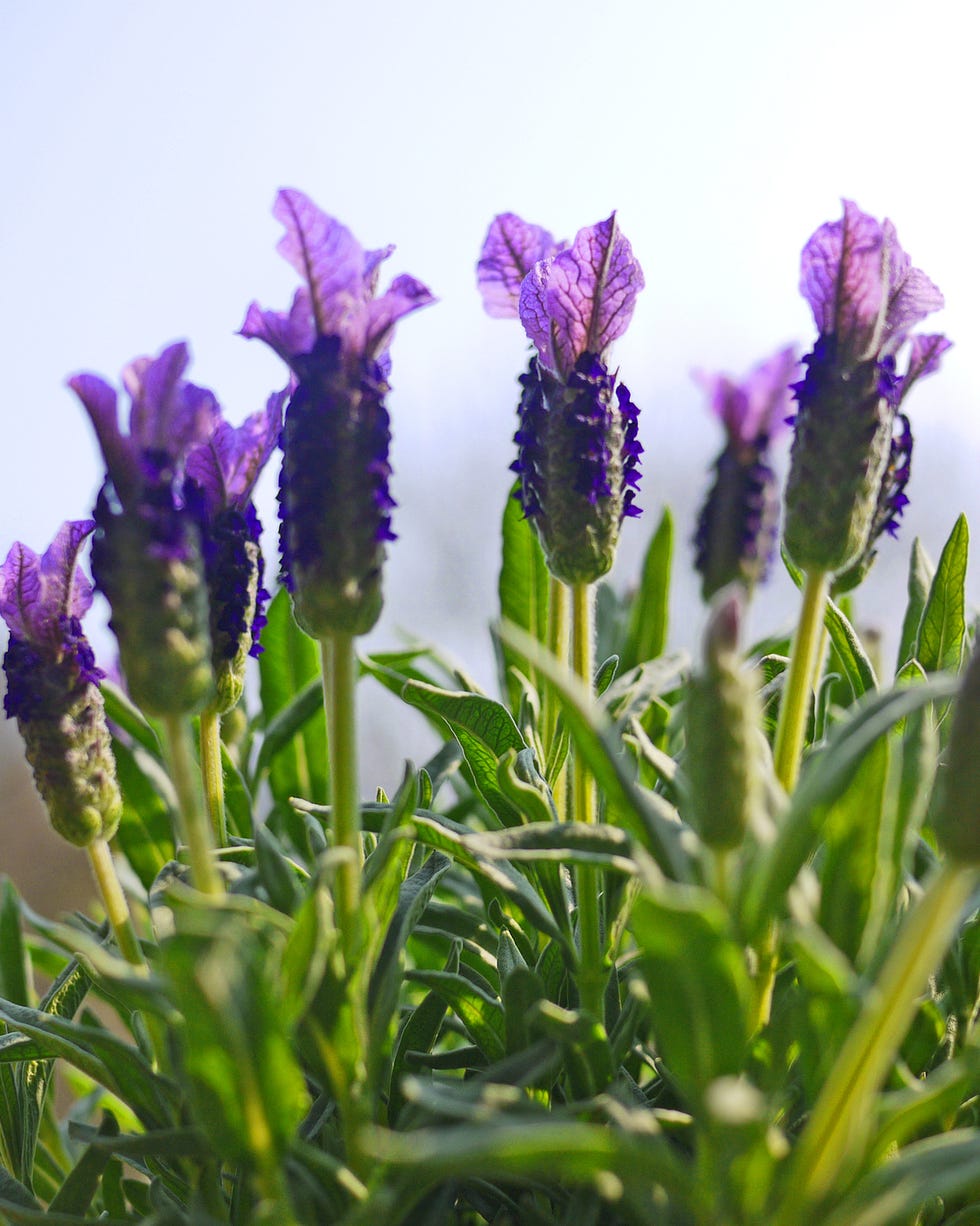 bunny resistant plants spanish lavender
