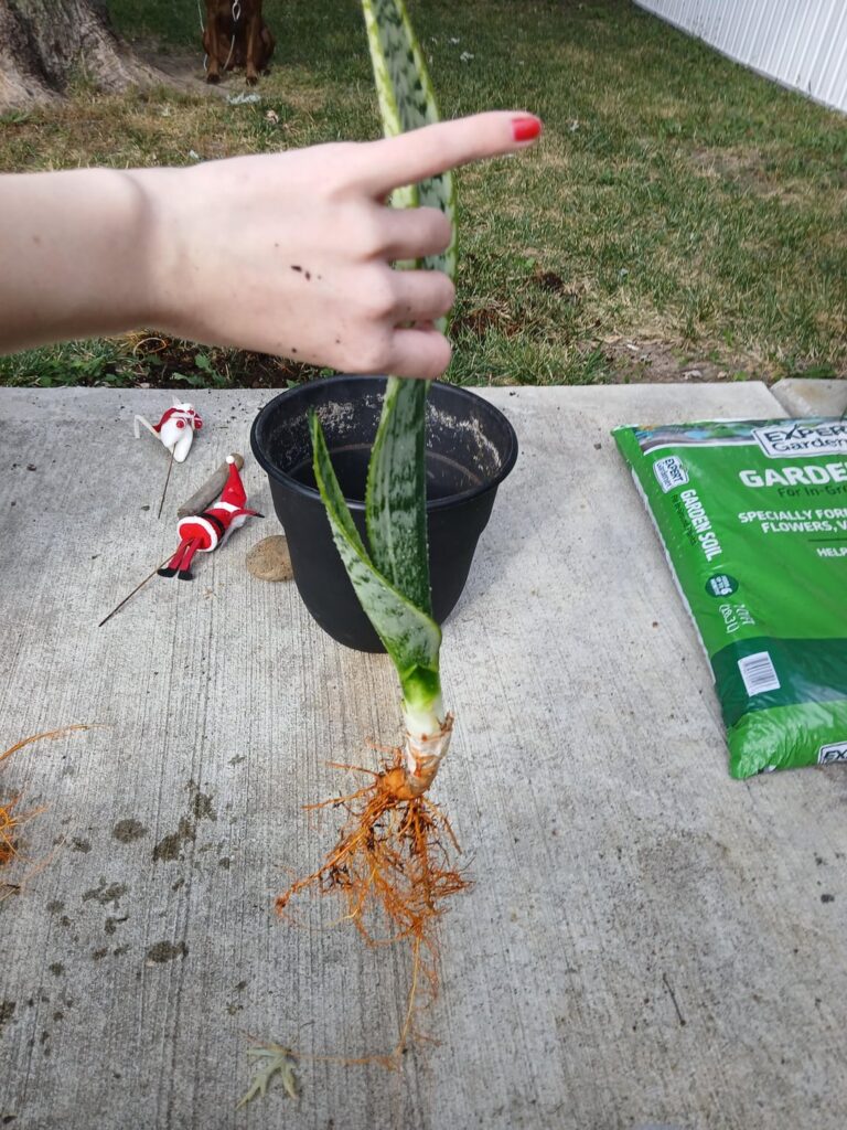 Reporting my snake plant but why are the roots red Reporting my snake plant but why are the roots red