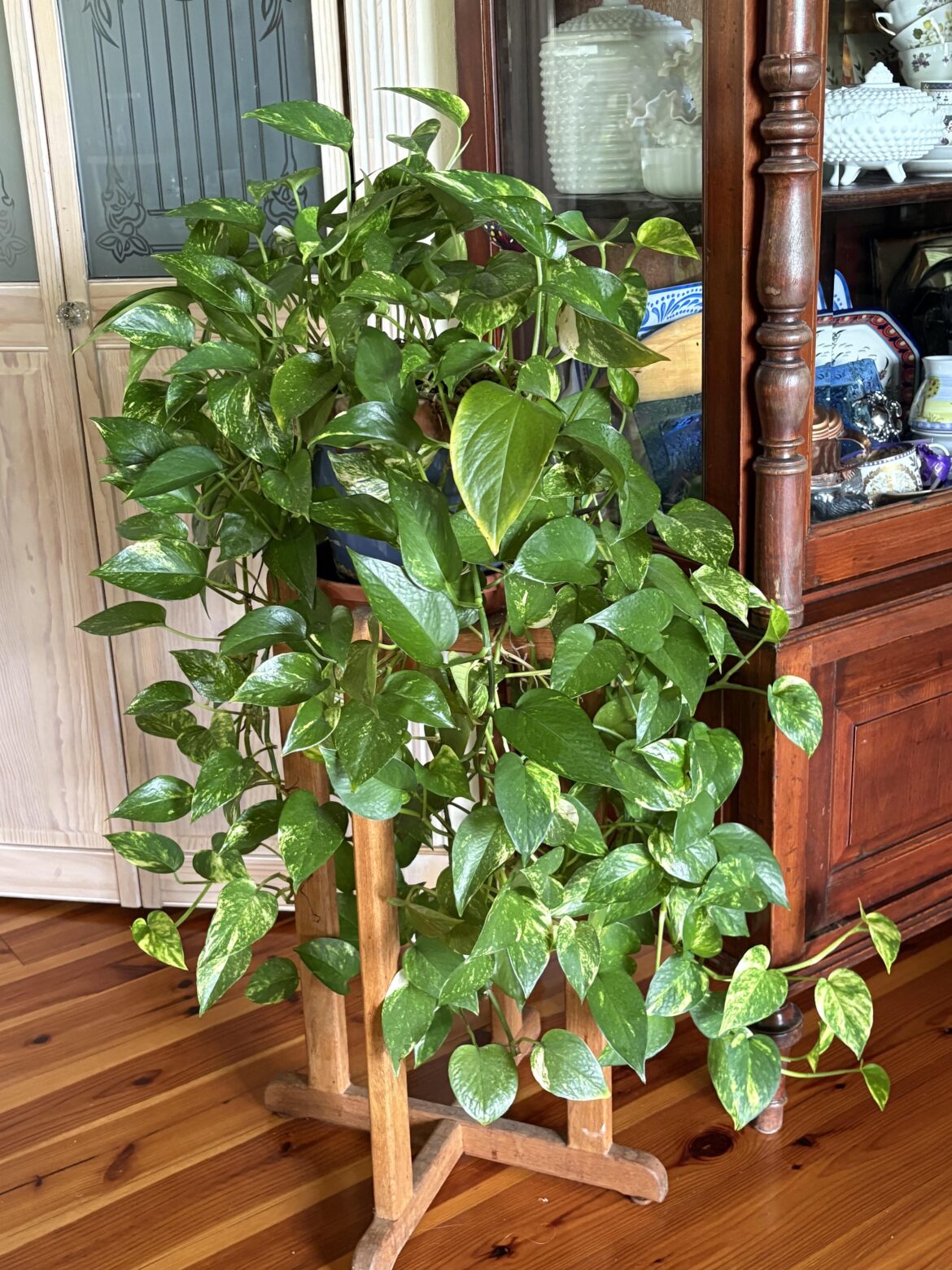 Sharing this beauty